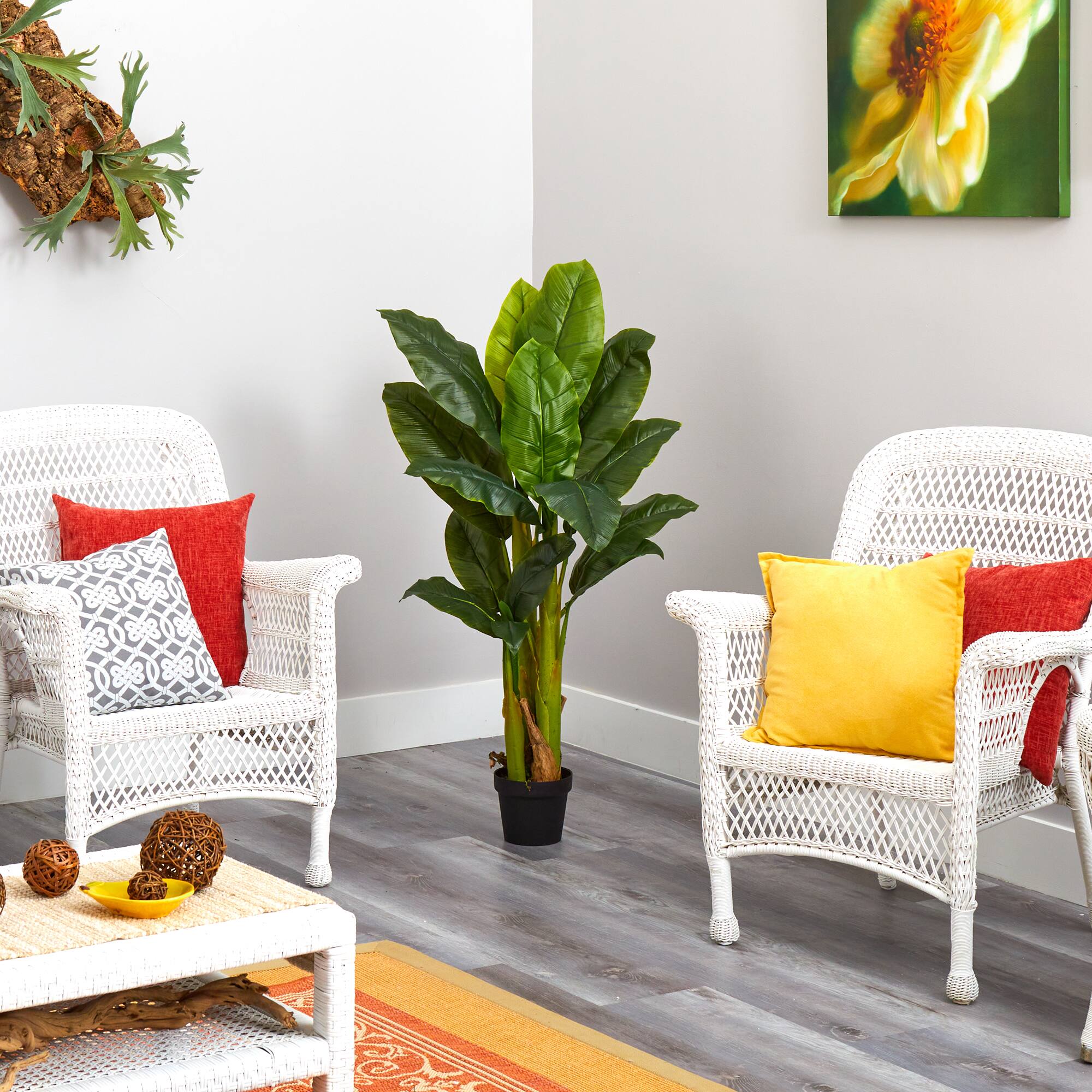 4ft. Potted Triple Stalk Banana Tree